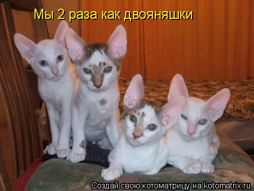 Мы 2 раза как двояняшки... Котоматрица: Мы 2 раза как двояняшки