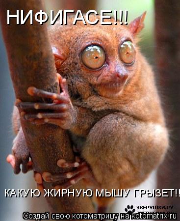 НИФИГАСЕ!!! КАКУЮ ЖИРНУЮ МЫШУ ГРЫЗЕТ!!!... Котоматрица: НИФИГАСЕ!!! КАКУЮ ЖИРНУЮ МЫШУ ГРЫЗЕТ!!!