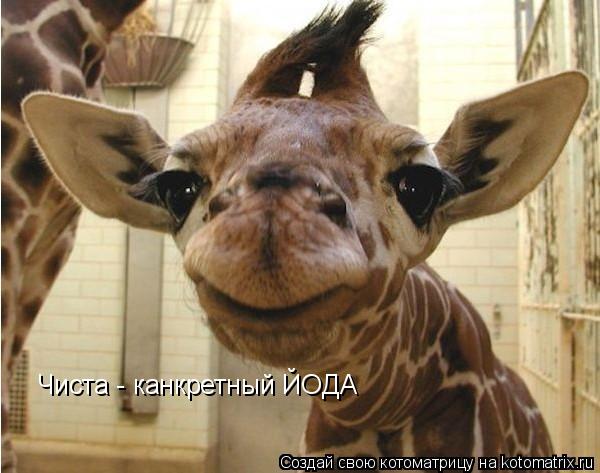 Чиста - канкретный ЙОДА... Котоматрица: Чиста - канкретный ЙОДА