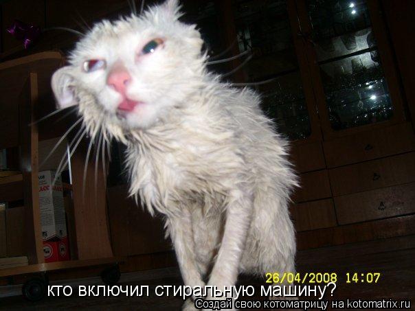 кто включил стиральную машину?... Котоматрица: кто включил стиральную машину?