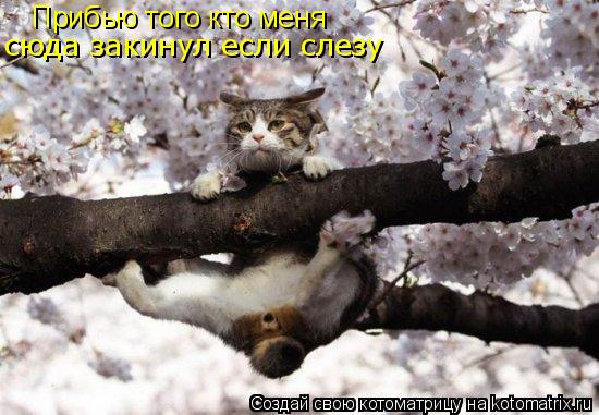 Прибью того кто меня сюда закинул если слезу... Котоматрица: Прибью того кто меня сюда закинул если слезу