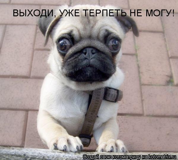 ВЫХОДИ, УЖЕ ТЕРПЕТЬ НЕ МОГУ!... Котоматрица: ВЫХОДИ, УЖЕ ТЕРПЕТЬ НЕ МОГУ!