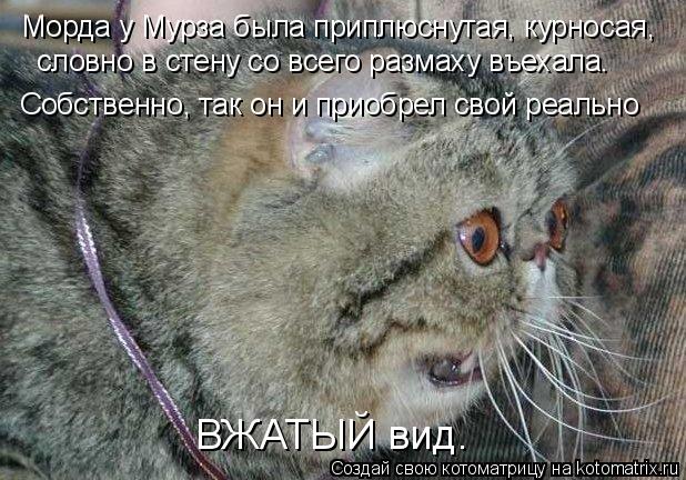 Морда у Мурза была приплюснутая, курносая, словно в стену со всего размаху въехала. Собственно, так о... Котоматрица: Морда у Мурза была приплюснутая, курносая, словно в стену со всего размаху въехала. Собственно, так он и приобрел свой реально ВЖАТЫЙ вид.