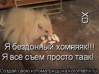 Я бездонный хомяяяк!!! Я всё съем просто таак! XD... Котоматрица: Я бездонный хомяяяк!!! Я всё съем просто таак! XD