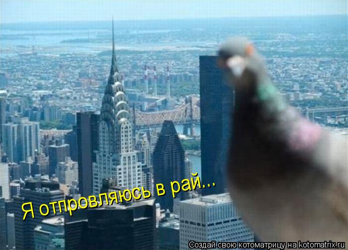 Я отпровляюсь в рай...... Котоматрица: Я отпровляюсь в рай...