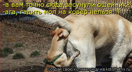 -а вам точно сюда засунули ошейник? -ага, гадить мол на ковёр нельзя!!!... Котоматрица: -а вам точно сюда засунули ошейник? -ага, гадить мол на ковёр нельзя!!!