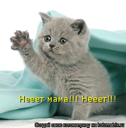 Нееет мама!!! Нееет!!!... Котоматрица: Нееет мама!!! Нееет!!!
