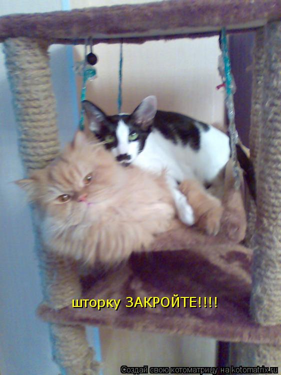 шторку ЗАКРОЙТЕ!!!!... Котоматрица: шторку ЗАКРОЙТЕ!!!!
