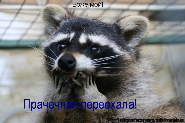 Боже мой! Прачечная переехала! Прачечная переехала! Прачечная переехала! Прачечная переехала!... Котоматрица: Боже мой! Прачечная переехала! Прачечная переехала! Прачечная переехала! Прачечная переехала!