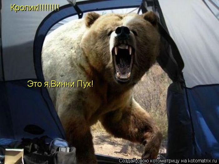 Кролик!!!!!!!!! Это я,Винни Пух!... Котоматрица: Кролик!!!!!!!!! Это я,Винни Пух!
