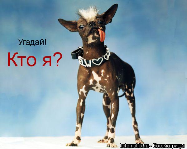 Угадай! Кто я?... Котоматрица: Угадай! Кто я?