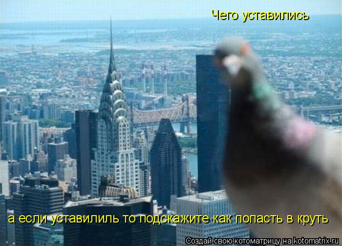 Чего уставились а если уставилиль то подскажите как попасть в круть... Котоматрица: Чего уставились а если уставилиль то подскажите как попасть в круть