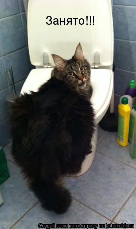 Занято!!!... Котоматрица: Занято!!!