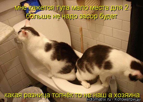 мне кажется тута мало места для 2 больше не надо засор будет какая разница толчёк то не наш а хозяина... Котоматрица: мне кажется тута мало места для 2 больше не надо засор будет какая разница толчёк то не наш а хозяина