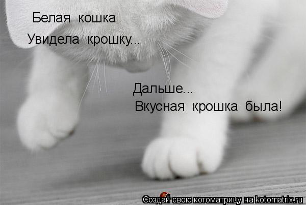 Белая кошка Увидела крошку... Дальше... Вкусная крошка была!... Котоматрица: Белая кошка Увидела крошку... Дальше... Вкусная крошка была!