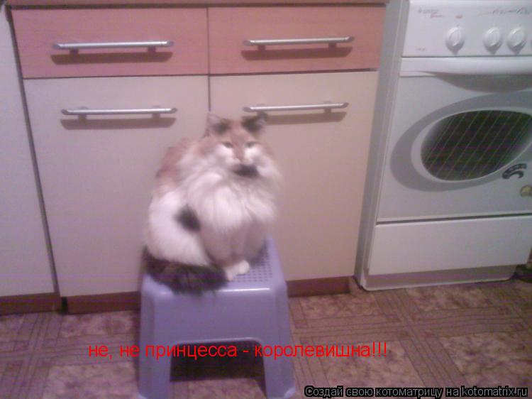 не, не принцесса - королевишна!!!... Котоматрица: не, не принцесса - королевишна!!!