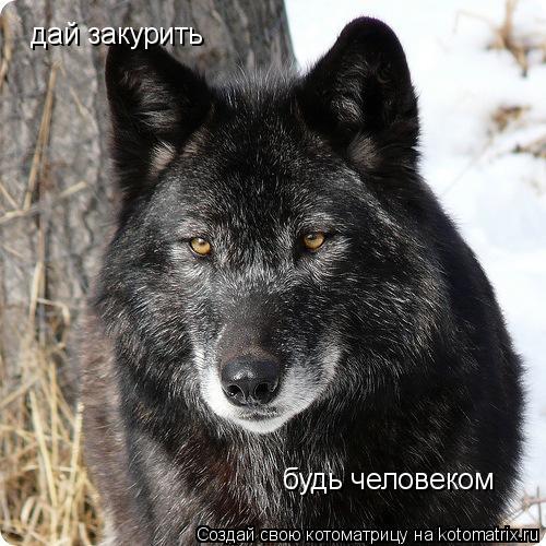 дай закурить будь человеком... Котоматрица: дай закурить будь человеком