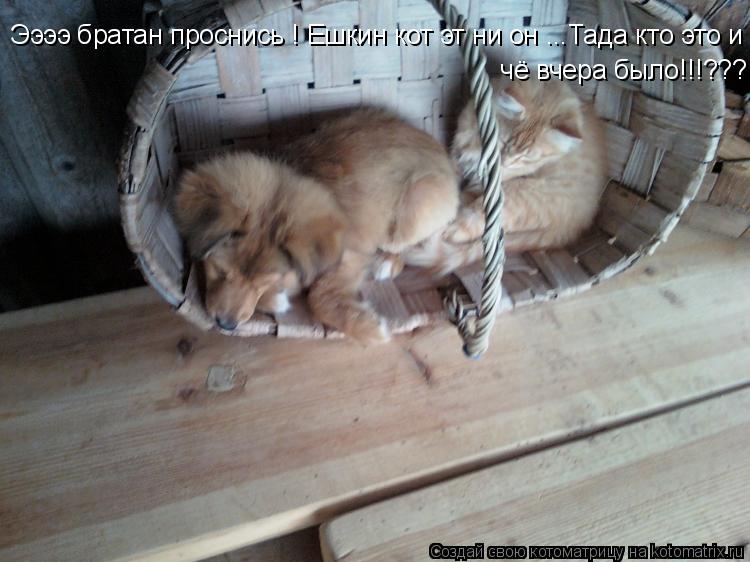 Ээээ братан проснись ! Ешкин кот эт ни он ...Тада кто это и чё вчера было!!!??? чё вчера было!!!???... Котоматрица: Ээээ братан проснись ! Ешкин кот эт ни он ...Тада кто это и чё вчера было!!!??? чё вчера было!!!???