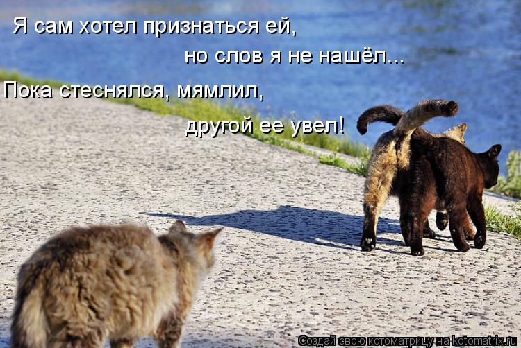 Я сам хотел признаться ей, но слов я не нашёл... Пока стеснялся, мямлил, другой ее увел!... Котоматрица: Я сам хотел признаться ей, но слов я не нашёл... Пока стеснялся, мямлил, другой ее увел!
