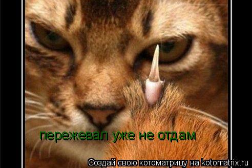 пережевал уже не отдам... Котоматрица: пережевал уже не отдам