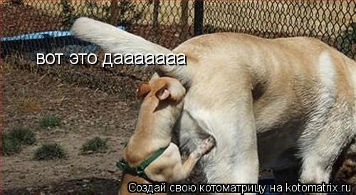 вот это дааааааа... Котоматрица: вот это дааааааа