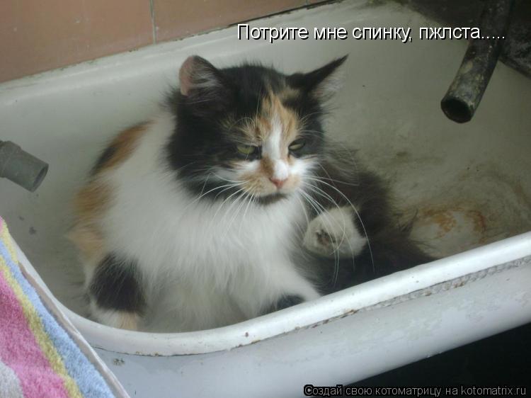 Потрите мне спинку, пжлста........ Котоматрица: Потрите мне спинку, пжлста.....