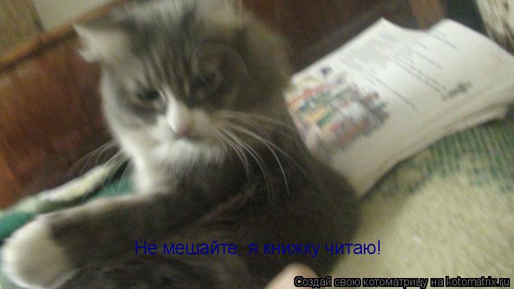 Не мешайте, я книжку читаю!... Котоматрица: Не мешайте, я книжку читаю!
