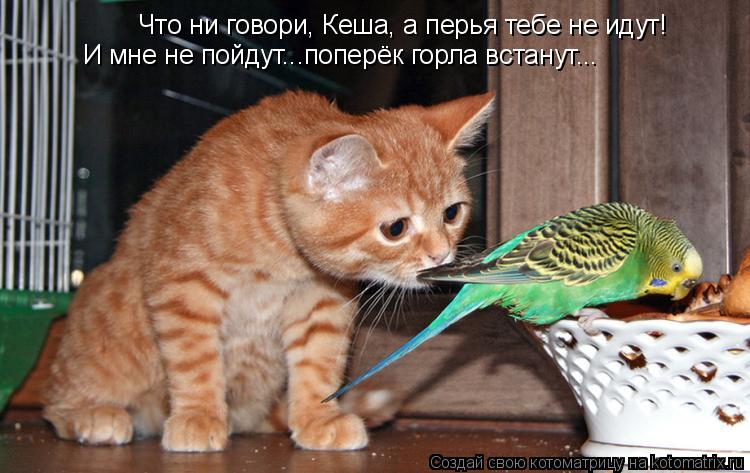 Что ни говори, Кеша, а перья тебе не идут! И мне не пойдут...поперёк горла встанут...... Котоматрица: Что ни говори, Кеша, а перья тебе не идут! И мне не пойдут...поперёк горла встанут...