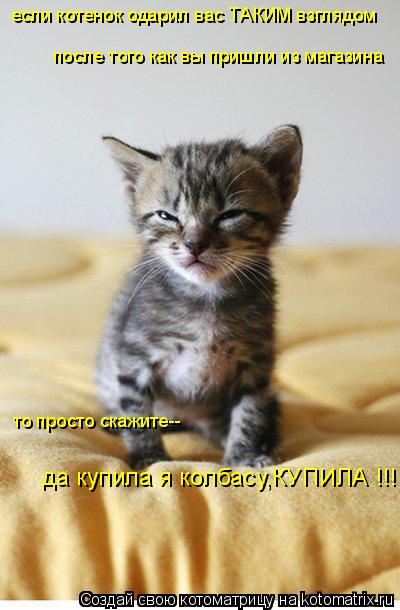 если котенок одарил вас ТАКИМ взглядом после того как вы пришли из магазина то просто скажите-- да к... Котоматрица: если котенок одарил вас ТАКИМ взглядом после того как вы пришли из магазина то просто скажите-- да купила я колбасу,КУПИЛА !!!
