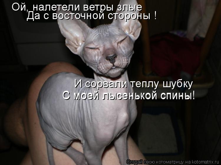 Котоматрица: Ой, налетели ветры злые Да с восточной стороны ! И сорвали теплу шубку С моей лысенькой спины! С моей лысенькой спины!
