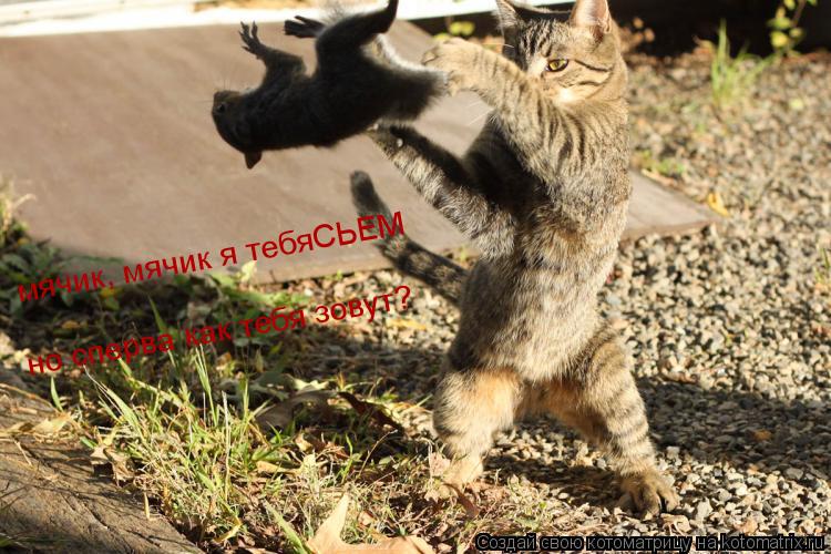 мячик, мячик я тебяСЬЕМ но сперва как тебя зовут?... Котоматрица: мячик, мячик я тебяСЬЕМ но сперва как тебя зовут?