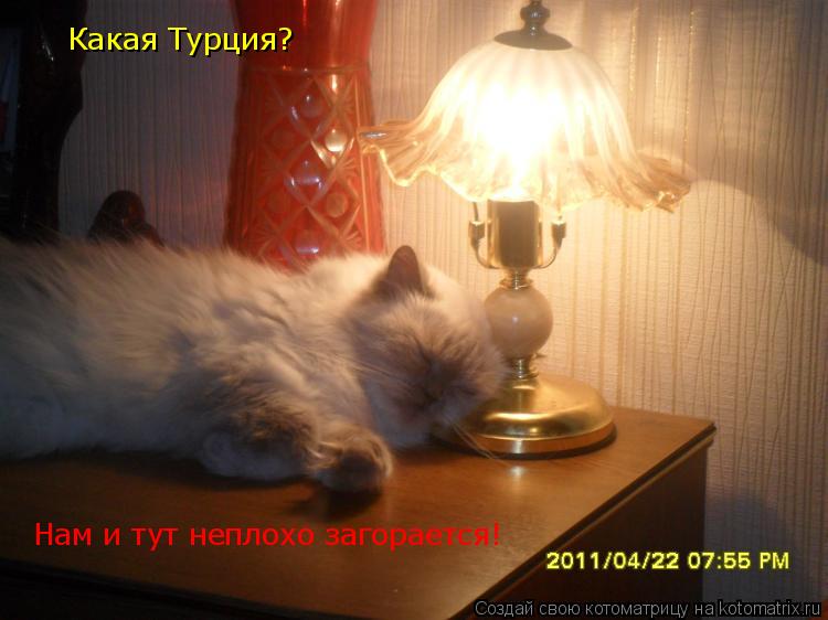 Какая Турция? Какая Турция? Нам и тут неплохо загорается!... Котоматрица: Какая Турция? Какая Турция? Нам и тут неплохо загорается!