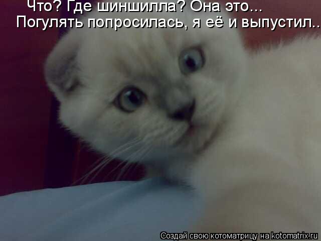 Что? Где шиншилла? Она это... Что? Где шиншилла? Она это... Погулять попросилась, я её и выпустил...... Котоматрица: Что? Где шиншилла? Она это... Что? Где шиншилла? Она это... Погулять попросилась, я её и выпустил...