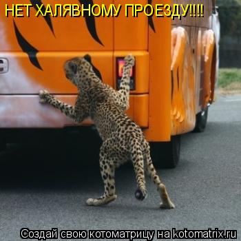 НЕТ ХАЛЯВНОМУ ПРОЕЗДУ!!!!... Котоматрица: НЕТ ХАЛЯВНОМУ ПРОЕЗДУ!!!!