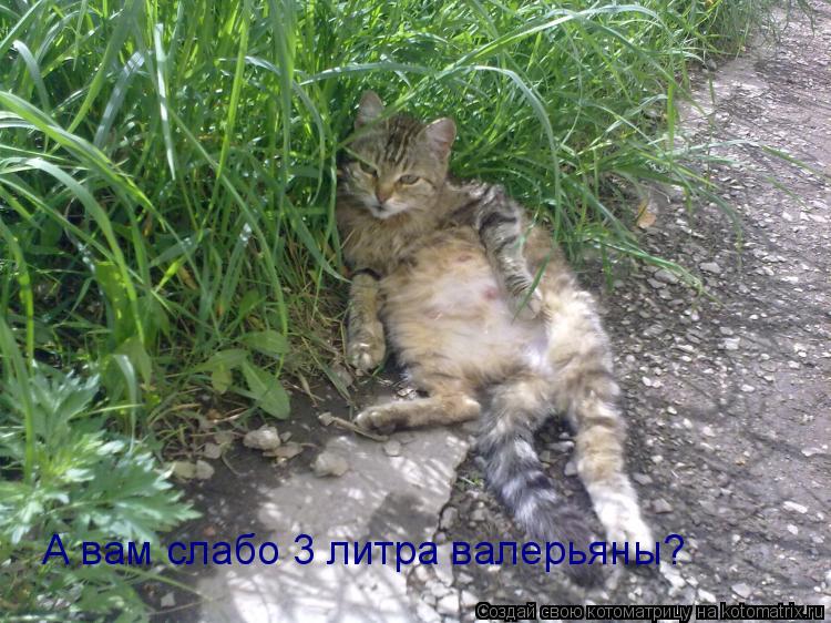 А вам слабо 3 литра валерьяны?... Котоматрица: А вам слабо 3 литра валерьяны?