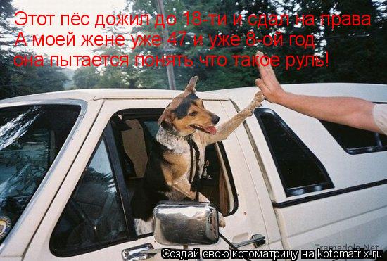 Котоматрица: Этот пёс дожил до 18-ти и сдал на права А моей жене уже 47 и уже 8-ой год она пытается понять что такое руль!