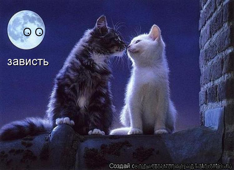 Котоматрица: О О . . зависть