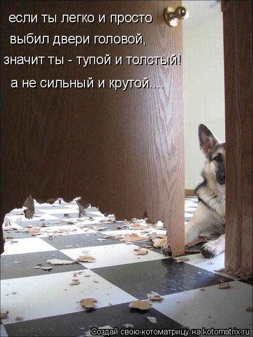 Котоматрица: если ты легко и просто  выбил двери головой, значит ты - тупой и толстый! а не сильный и крутой....