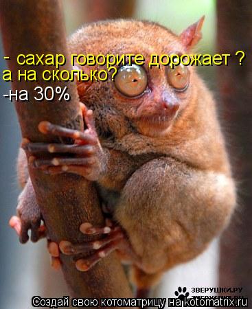 Котоматрица: сахар говорите дорожает ? - а на сколько? -на 30%