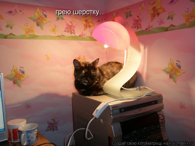 Котоматрица: грею шерстку...