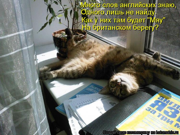 Много слов английских знаю, Как у них там будет "Мяу" На британском берегу? Одного лишь не найду.... Котоматрица: Много слов английских знаю, Как у них там будет "Мяу" На британском берегу? Одного лишь не найду.