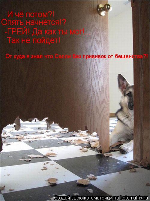Котоматрица: И чё потом?! Опять начнётся!? -ГРЕЙ! Да как ты мог!... Так не пойдёт! От куда я знал что Селли без прививок от бешенства?!