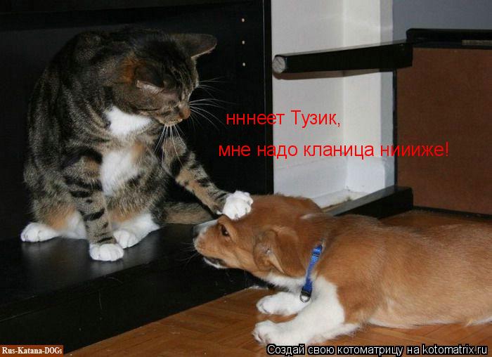 нннеет Тузик, мне надо кланица ниииже!... Котоматрица: нннеет Тузик, мне надо кланица ниииже!