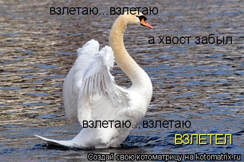 взлетаю...взлетаю а хвост забыл взлетаю...взлетаю взлетаю...взлетаю ВЗЛЕТЕЛ... Котоматрица: взлетаю...взлетаю а хвост забыл взлетаю...взлетаю взлетаю...взлетаю ВЗЛЕТЕЛ