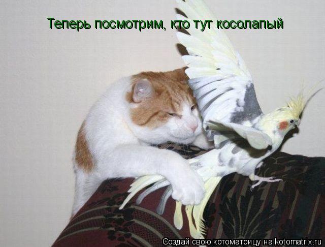 Теперь посмотрим, кто тут косолапый... Котоматрица: Теперь посмотрим, кто тут косолапый