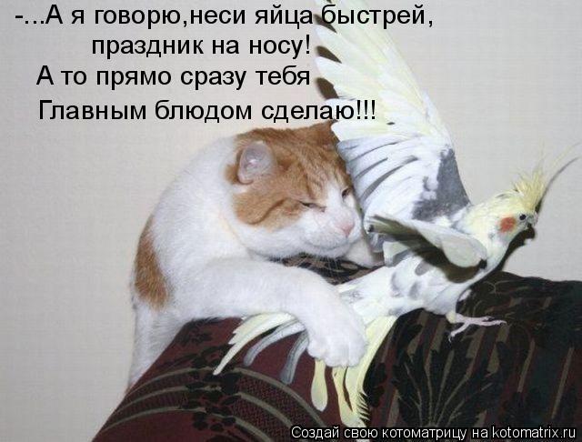 праздник на носу! -...А я говорю,неси яйца быстрей, А то прямо сразу тебя Главным блюдом сделаю!!!... Котоматрица: праздник на носу! -...А я говорю,неси яйца быстрей, А то прямо сразу тебя Главным блюдом сделаю!!!