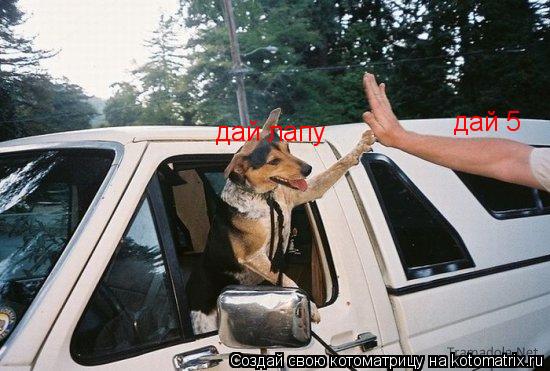 дай 5 дай лапу... Котоматрица: дай 5 дай лапу