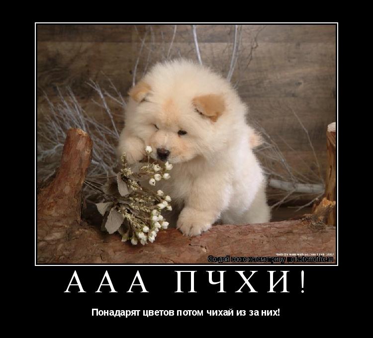 ААА пчхи! Понадарят цветов потом чихай из за них!... Котоматрица: ААА пчхи! Понадарят цветов потом чихай из за них!