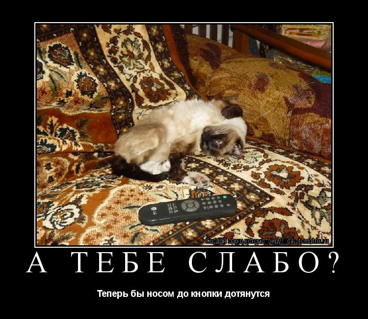 А тебе слабо? Теперь бы носом до кнопки дотянутся... Котоматрица: А тебе слабо? Теперь бы носом до кнопки дотянутся