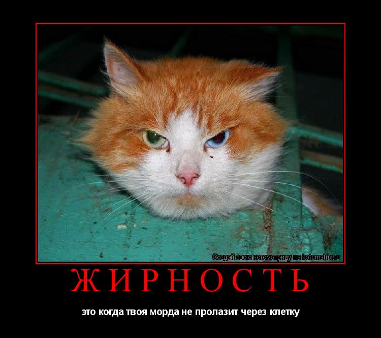 ЖИРНОСТЬ это когда твоя морда не пролазит через клетку... Котоматрица: ЖИРНОСТЬ это когда твоя морда не пролазит через клетку